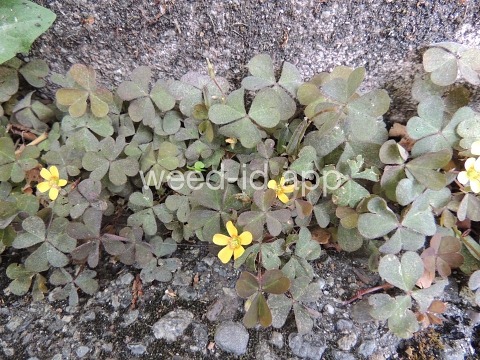 woodsorrel, creeping